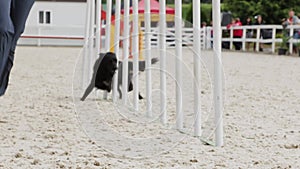 Black retriever dog running agility obstacles