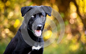 A black Retriever mixed breed dog with heterochromia in its eyes photo