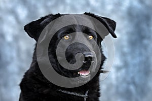 Black Retriever mixed breed dog with yellow eyes