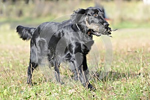 Black retrivier