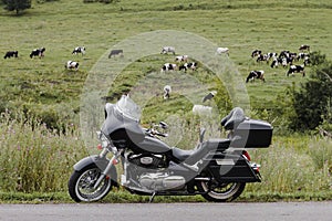 Black retro motorcycle on a background of a clearing with cows