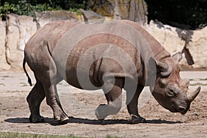 Black rhino