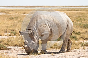 Black Rhino photo