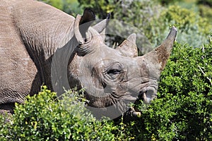 Black rhino photo