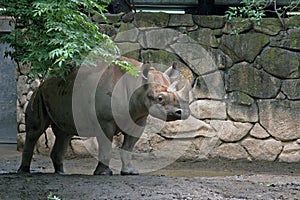 Black rhino