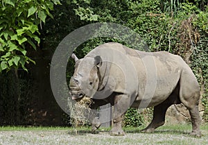 Black rhino 5