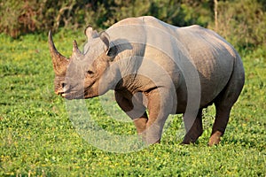 Black Rhino