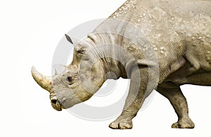 Black Rhino