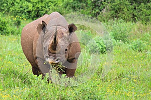 Black Rhino at Addo Elephant National Park - South Africa