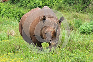 Black Rhino at Addo Elephant National Park - South Africa