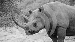 Black rhino in the African bush