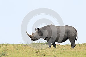 Black Rhino