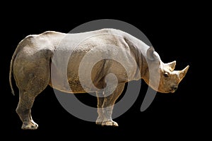 Black Rhino on black background from Africa photo