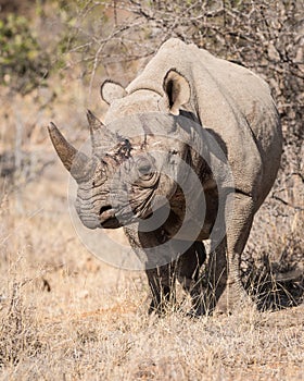 Black rhino, Balule Reserve,South Africa.