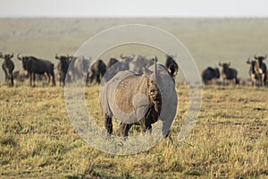 Black rhino with big horn standing in front of a wildebeest herd