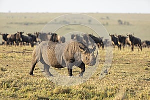 Black rhino with big horn walking through a wildebeest herd in Masai Mara Kenya