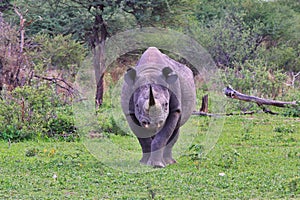 Black Rhino Bull - Rare and Endangered Species - The Walk for Life