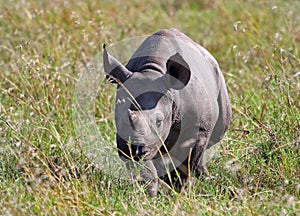 Black Rhino calf walking through the grass on the masai mara