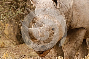 Black Rhino Charging