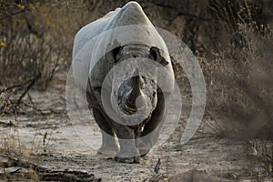 Black rhino charging the camera
