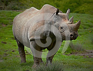 Black Rhino in Chester ZOO-United Kingdom