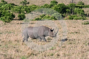 Black Rhino closer