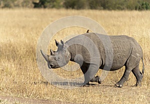 Black Rhino crossing the forest trail at Masai Mara, Kenya