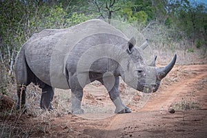 Black Rhino crossing the road while on safari