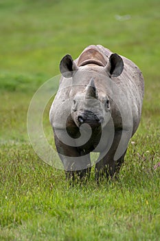 Black Rhino (Diceros bicornis)