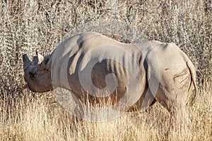 A black rhino ( Diceros Bicornis) eating from a bush, Etosha National Park, Namibia.