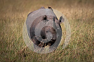 Black rhino (Diceros bicornis) in a grassy field in Masai Mara, Kenya