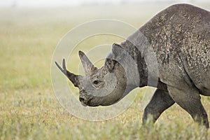 Black Rhino (Diceros bicornis) in Tanzania