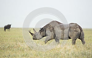 Black Rhino (Diceros bicornis) in Tanzania photo