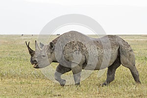 Black Rhino (Diceros bicornis) in Tanzania photo