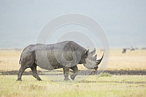 Black Rhino (Diceros bicornis) in Tanzania photo