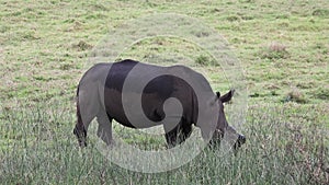 Black rhino eating grass in the Isimangaliso Park in Southafrica