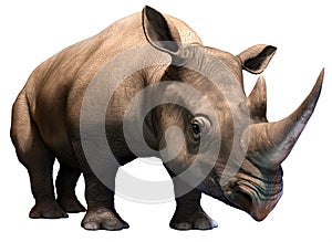 Black rhino photo