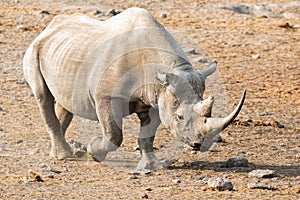 Black rhino at etosha
