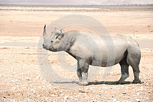 Black Rhino - Etosha National Park