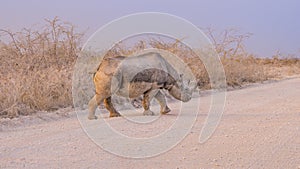 Black rhino in the Etosha National Park in Namibia.