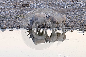 Black Rhino in Etosha National Park, Namibia.