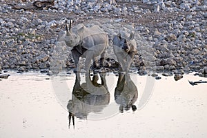 Black Rhino in Etosha National Park, Namibia.