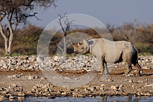 Black rhino, etosha nationalpark, namibia