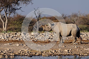 Black rhino, etosha nationalpark, namibia photo