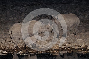 Black rhino family at night, etosha nationalpark, namibia