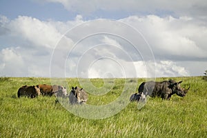 Black Rhino in the green grass of Lewa Wildlife Conservancy, North Kenya, Africa