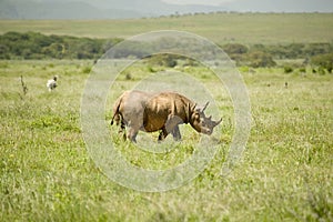 Black Rhino in the green grass of North Kenya, Africa