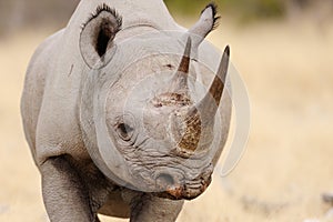 Black rhino head portrait, etosha nationalpark, namibia