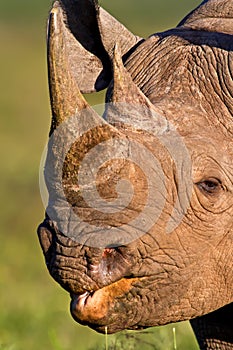 Black Rhino head shot