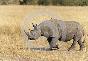 Black Rhino with hooked upper lip, Maasai Mara